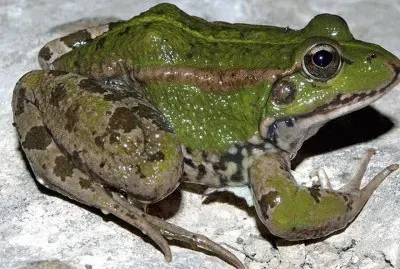 Rana Verde  Comun - EspaÃ±a