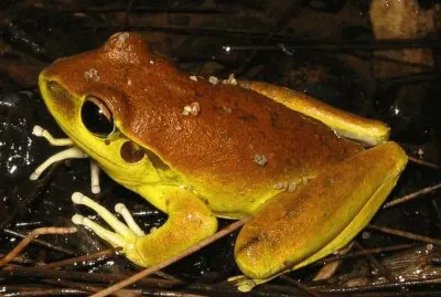 Rana Litoria Wilcoxi - Australia