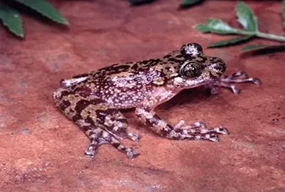 Rana Fantasma de SudÃ¡frica