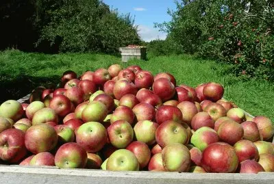 apple harvest jigsaw puzzle