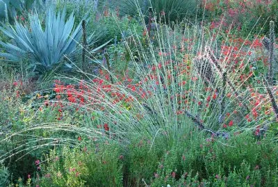 wild grass garden jigsaw puzzle