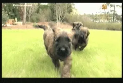 פאזל של CACHORROS