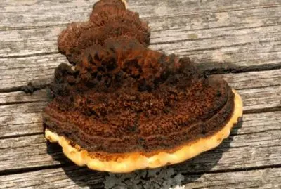 Cyttaria Gunii - AmÃ©rica del Sur