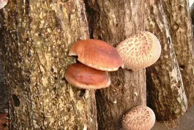 Lentinula Edodes Shiitake