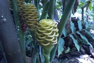 Maracas tropicales jigsaw puzzle