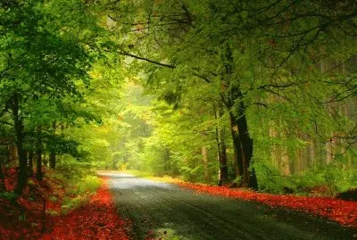 paseo por el bosque jigsaw puzzle