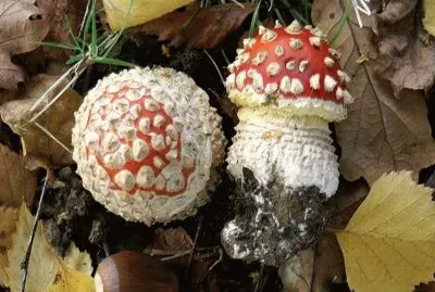 Amanita Muscaria - Chile