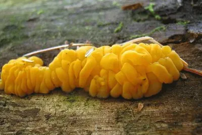 Dacrymyces Palmatus