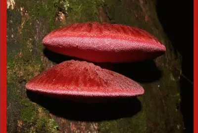 Fistulina Hepatica