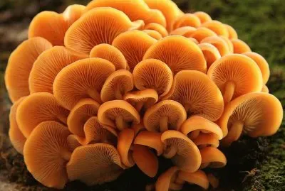Flammulina Velutipes2 - Asia