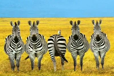 פאזל של UNA CEBRA PENOSA