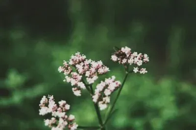 Flowers jigsaw puzzle