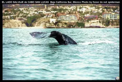 HERMOSA VISITA DE CABO SAN LUCAS, MÃ‰X.
