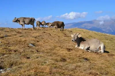 פאזל של Paisatje