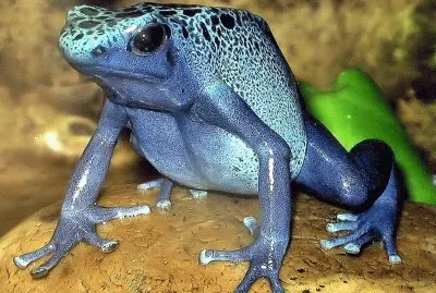 Dendrobates Azureus - Madagascar