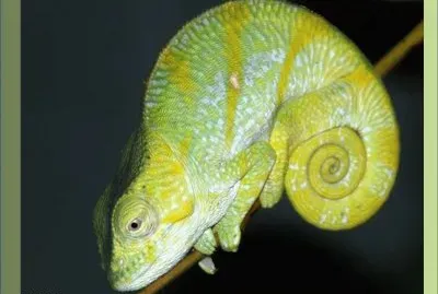 CamaleÃ³n Parson - MadagÃ¡scar