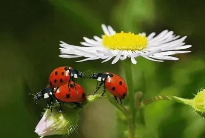 Vaquita de San Antonio