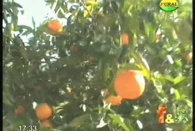 NARANJAS jigsaw puzzle
