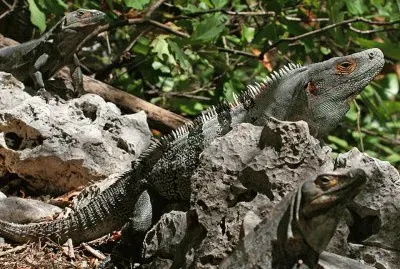 Iguana Rayada - CentroamÃ©rica