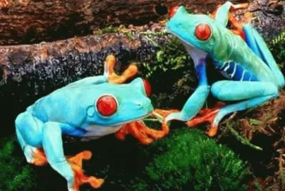 Ranas Venenosas - MadagÃ¡scar