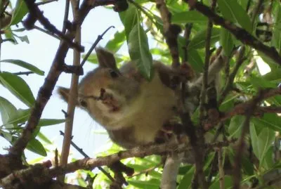 ARDILLA INESPERADA jigsaw puzzle