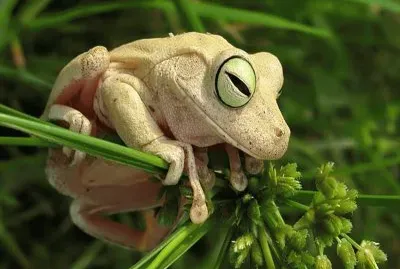 White Little Frog