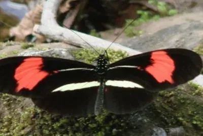 Almendrada - NO Argentino