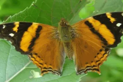 Bella - NO Argentino