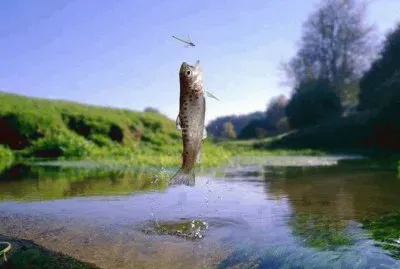 VORACIDAD EN MOVIMIENTO