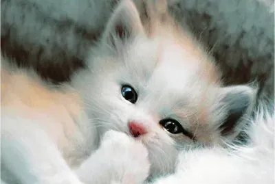 פאזל של kitty