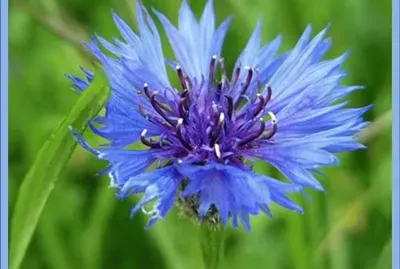Aciano (Centaurea Cyanus)