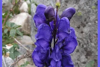 AcÃ³nito (Aconitum Napellus)