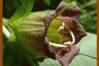 Belladona (Atroppa Belladona)