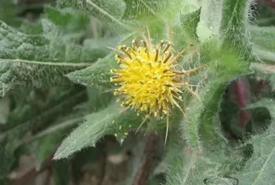 Cardo Bendito - Europa