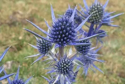 Cardo de la Magdalena - EspaÃ±a