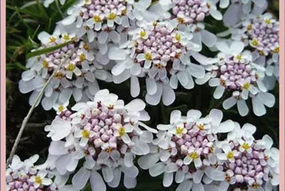 Carraspique (Iberis Tenoreana)