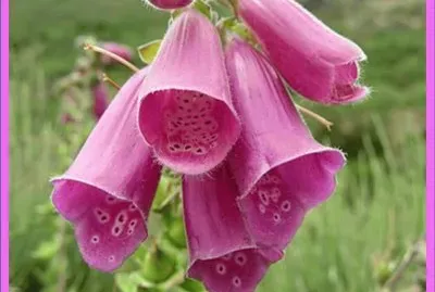 Dedalera (Digitalis Purpurea)