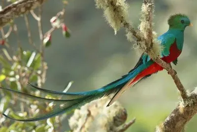 hidden quetzal