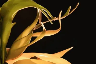 staghorn fern sconce jigsaw puzzle