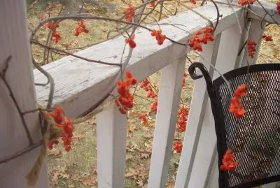 bittersweet vine