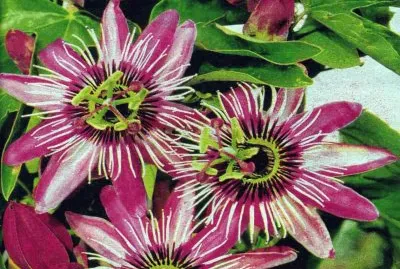 Flor de la PassiÃ³