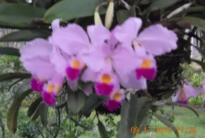 OrquÃ­deas Colombianas