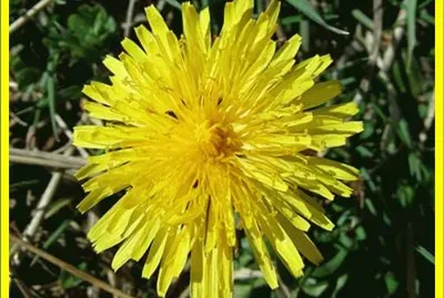Diente de leÃ³n (Taraxacum officinale)