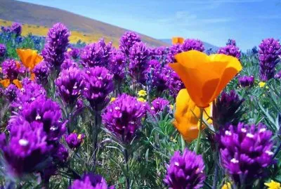 CAMPO FLORIDO
