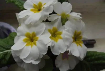 flores