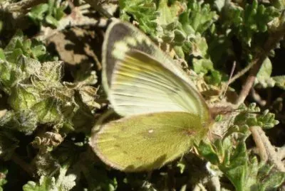 Pirpinto Puna - NO Argentino