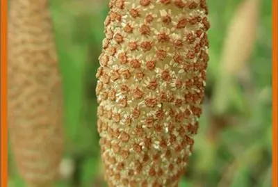 Cola de Caballo (Equisetum Arvense)