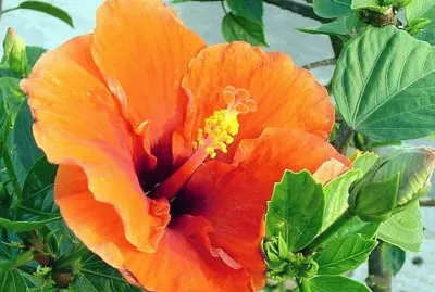 Hibiscus India