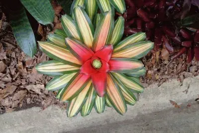 bromelias