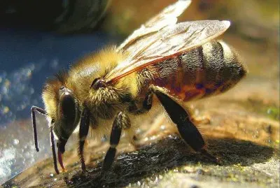 Abeja MelÃ­fera - Polonia